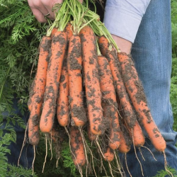 Marchew Nerac  F1 100 tyś. nasion precyzja  st